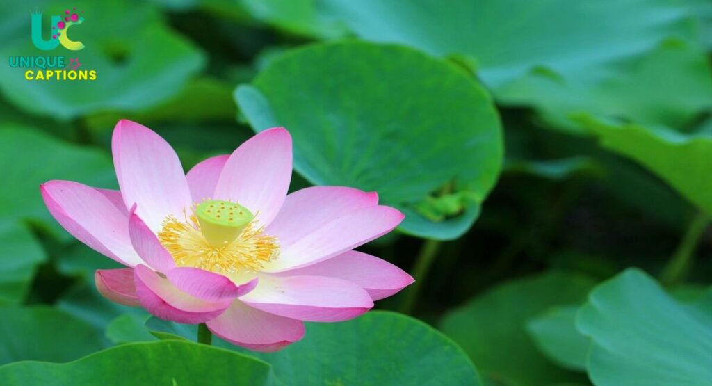 Best Flower Captions