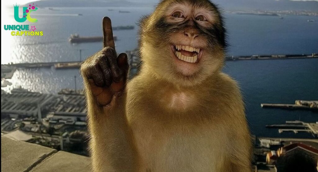 Clever Funny Captions