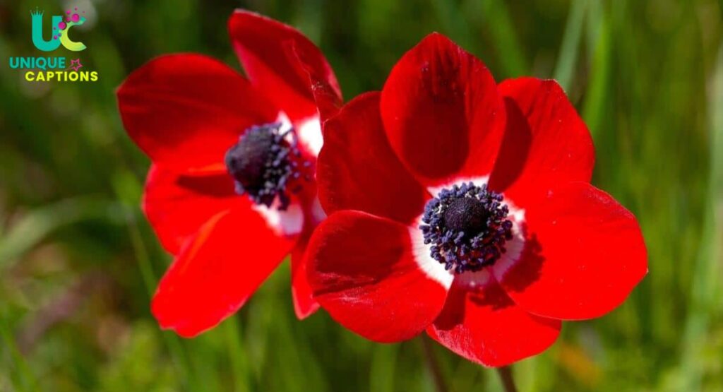 Cute Flower Captions