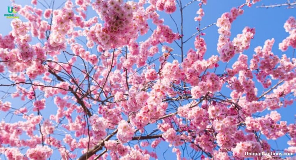 Best Cherry Blossom Captions