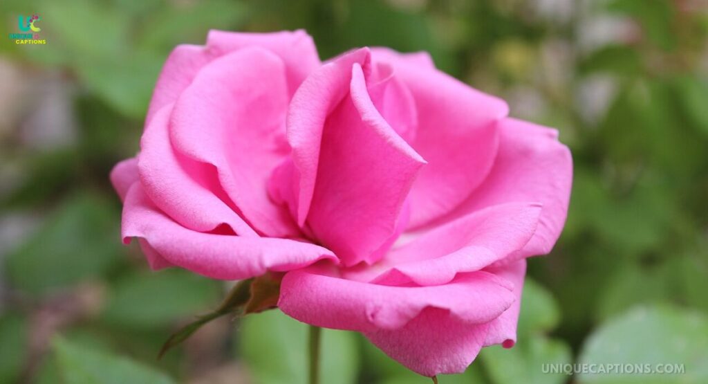 Pink Rose Captions