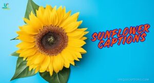 Sunflower Captions