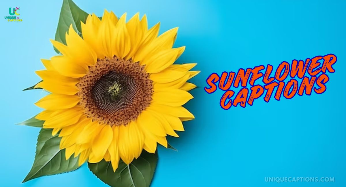 Sunflower Captions