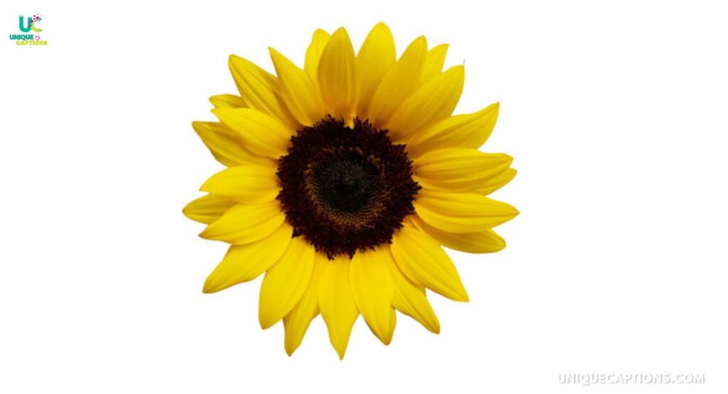 Sunflower Field Captions
