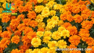 Arrangement of bright orange marigold flowers, the cempasúchil blooms used on Day of the Dead ofrendas