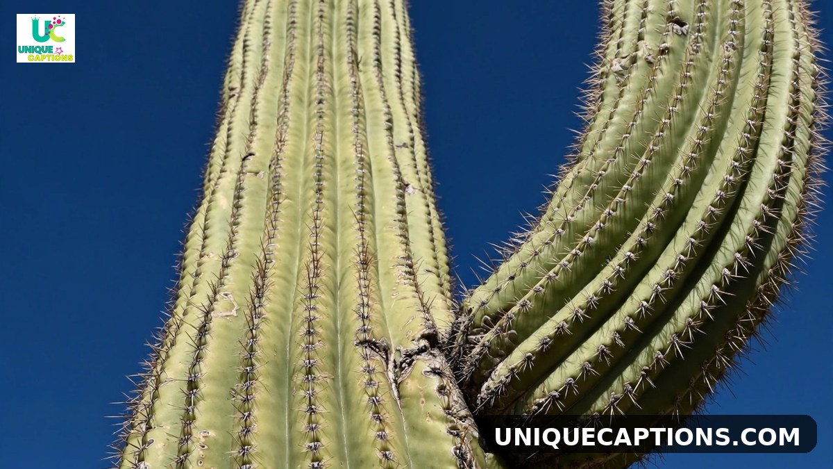 Tucson sunset captions - dramatic desert sunset over mountains with cactus silhouettes